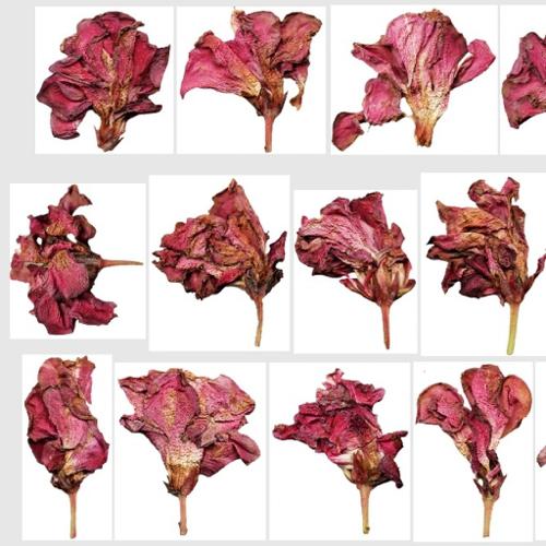 @utumn 2017 - Textures Vol - III (Desert Rose Dry Flowers) preview image